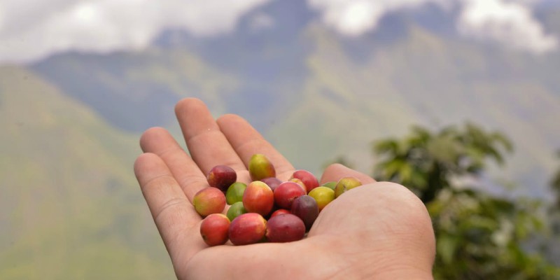 Con café de calidad producido en el Cesar, Gobierno Lo Hacemos Mejor impulsa la competitividad en mercados internacionales