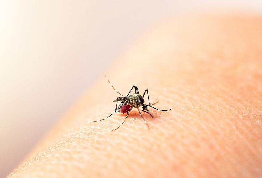 La Cruz Roja alerta sobre el riesgo de contagio de Dengue aún en temporada seca