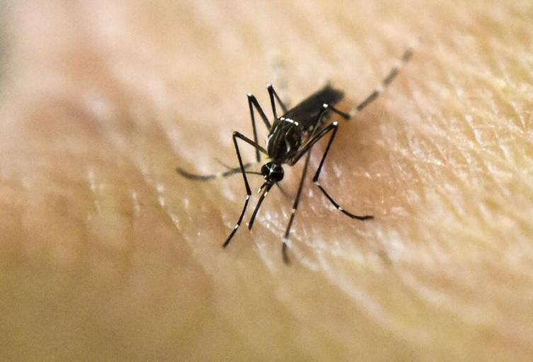 Se prenden las alarmas por riesgos de dengue en Cesar por la llegada de lluvias