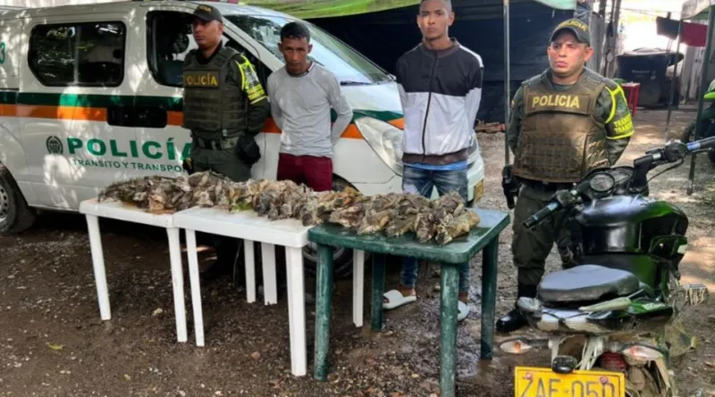 Capturados cuando transportaban dos bolsos con 30 iguanas