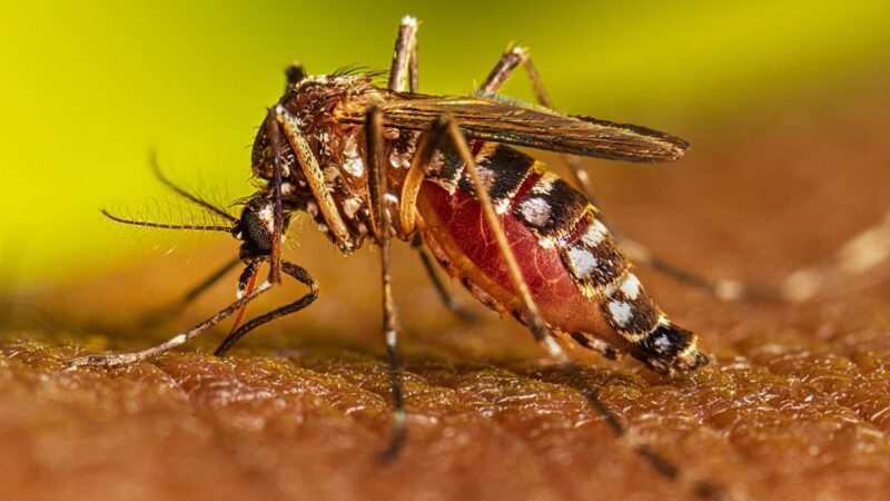 Secretaría de Salud previene a la población cesarense sobre el dengue y se reiteran recomendaciones