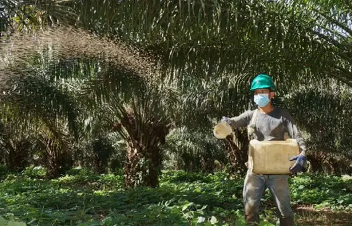 Cesar en alerta por plaga que afecta 78 mil hectáreas de palma de aceite