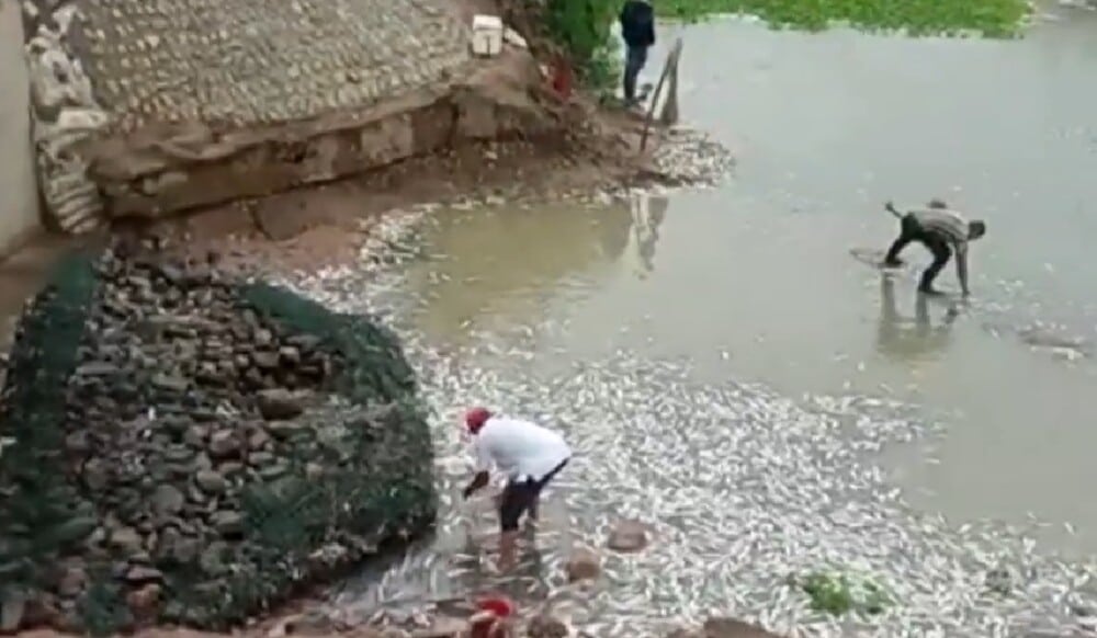 Desastre ecológico en Cesar por mortandad de peces en una laguna: “Qué tristeza ver todo esto”