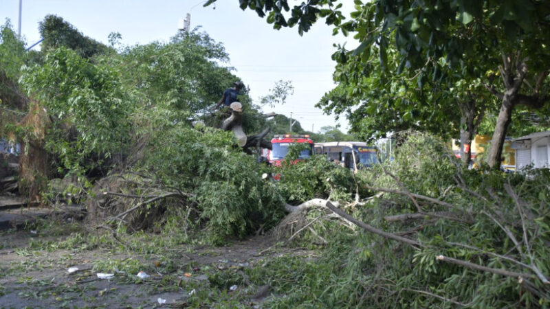 Murió mujer tras caerle un árbol en Barranquilla