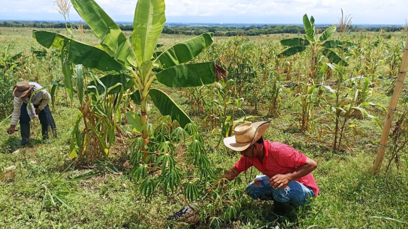 Asociaciones campesinas del Cesar pueden postularse para conformar el Comité Departamental de Reforma Agraria