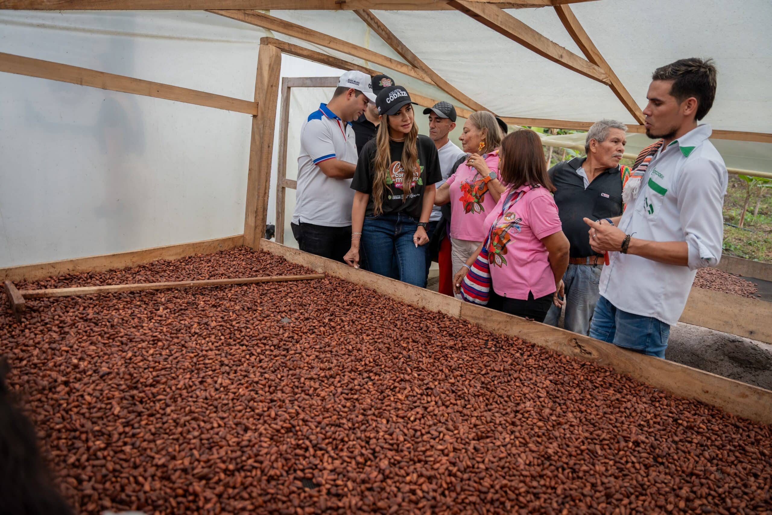 La producción de cacao se fortalece en el departamento del Cesar