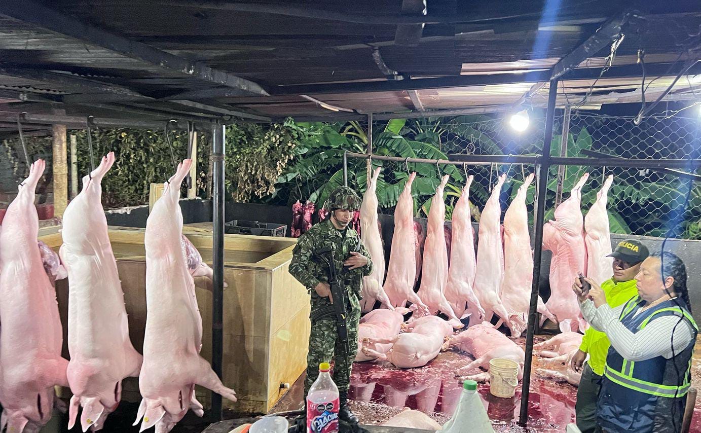 Operativo contra el sacrificio ilegal de porcinos en Valledupar: Tres capturas y 3,4 toneladas de carne incautadas