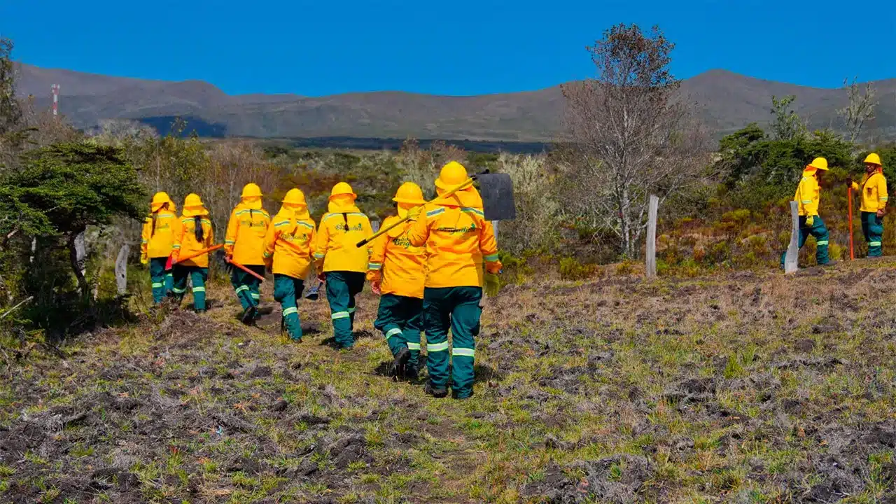 Brigadas comunitarias salvan más de 10.200 hectáreas de ser consumidas por incendios forestales