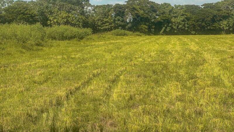 35 familias campesinas reciben tierras para iniciar una nueva vida en el Cesar