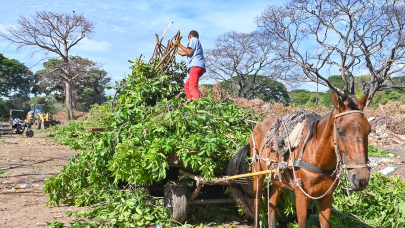Valledupar avanza en la sustitución de vehículos de tracción animal con la entrega de motocarros eléctricos