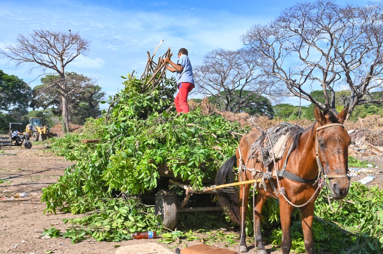 Valledupar avanza en la sustitución de vehículos de tracción animal con la entrega de motocarros eléctricos